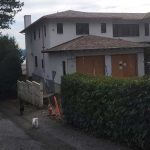 A dog walks down the road in front of a house, enjoying a sunny day in a peaceful neighborhood setting.